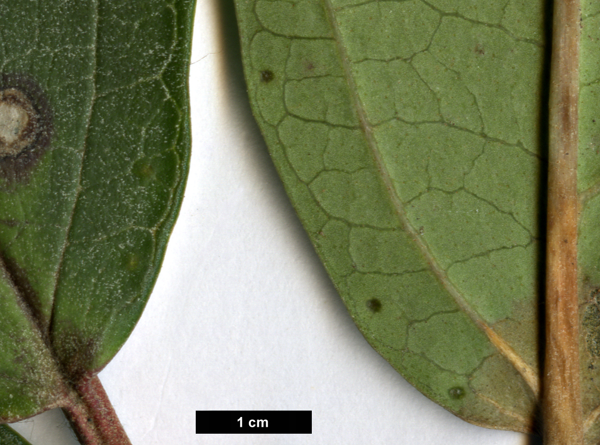 High resolution image: Family: Adoxaceae - Genus: Viburnum - Taxon: coriaceum